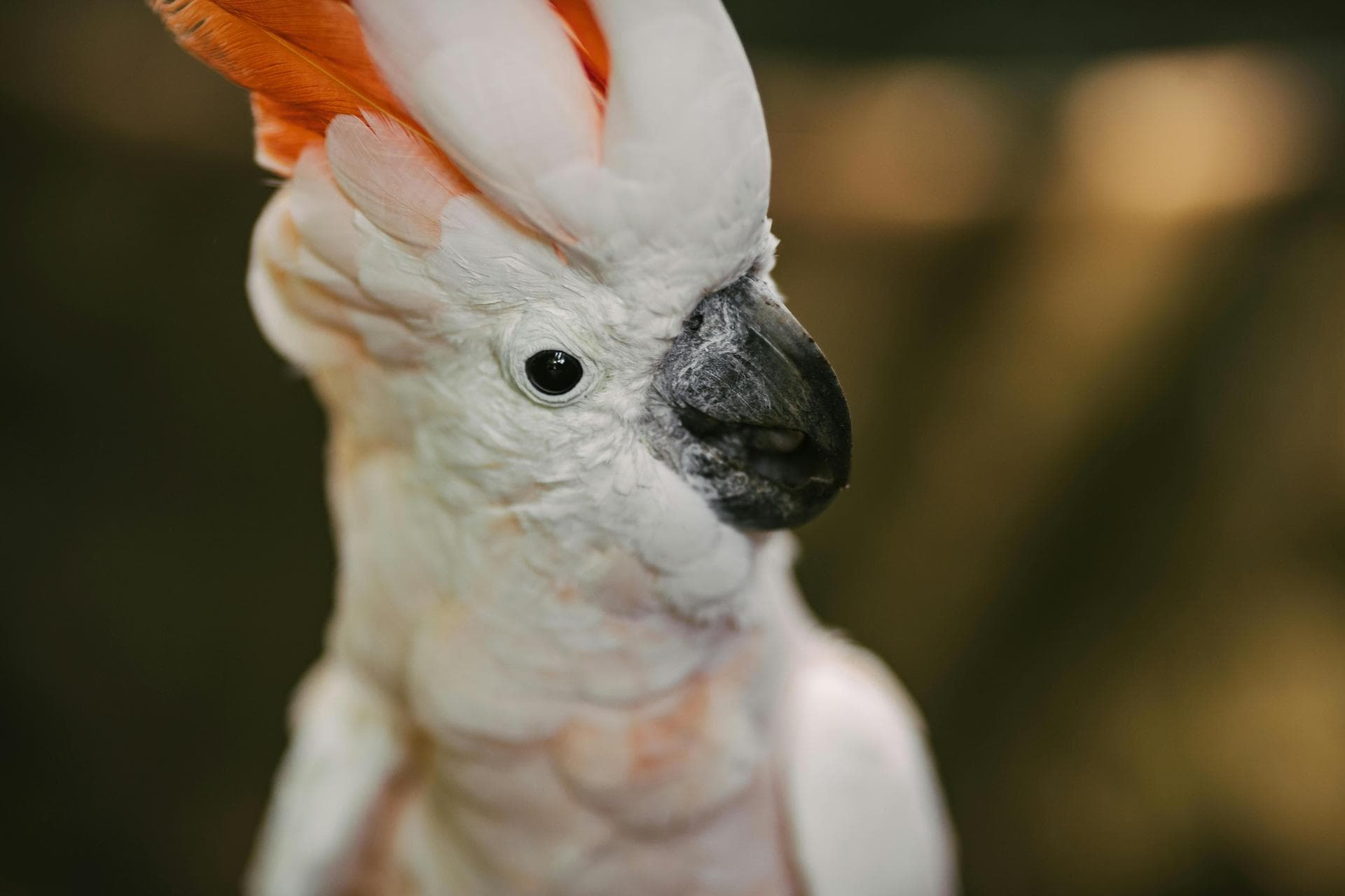 Rabbit Spay Castrate Neutering Prices in Sutton