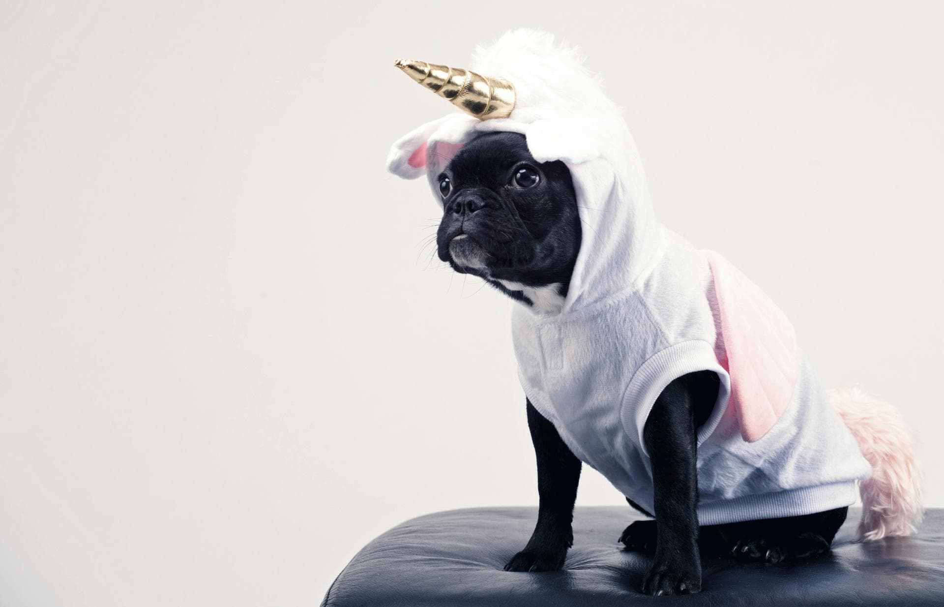 Rabbit Spay Castrate Neutering Prices in Sutton