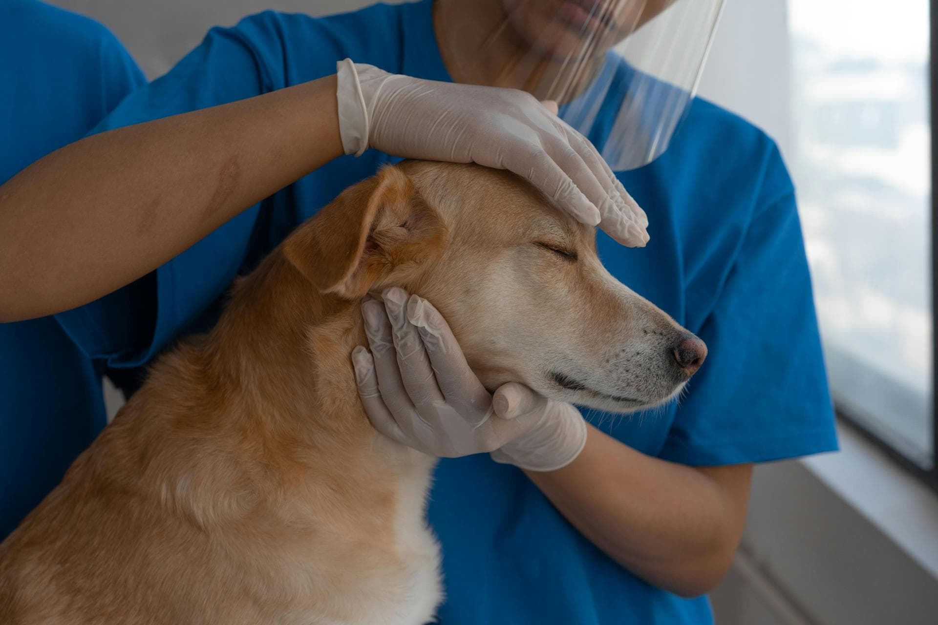 Annual Vaccination Booster Prices in Sutton