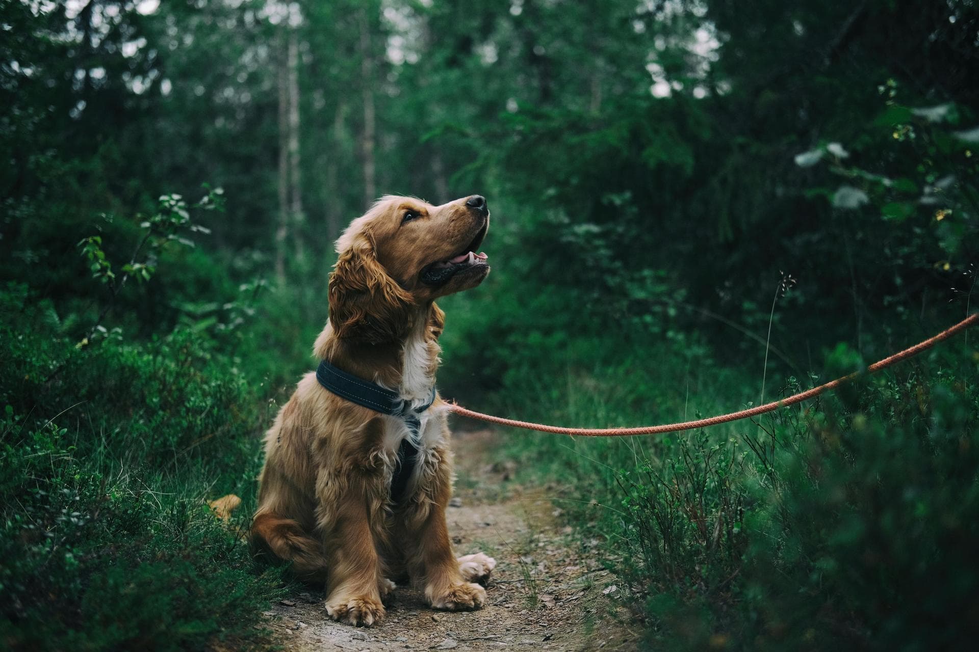 Dog Spay Castrate Neutering Prices in Sutton