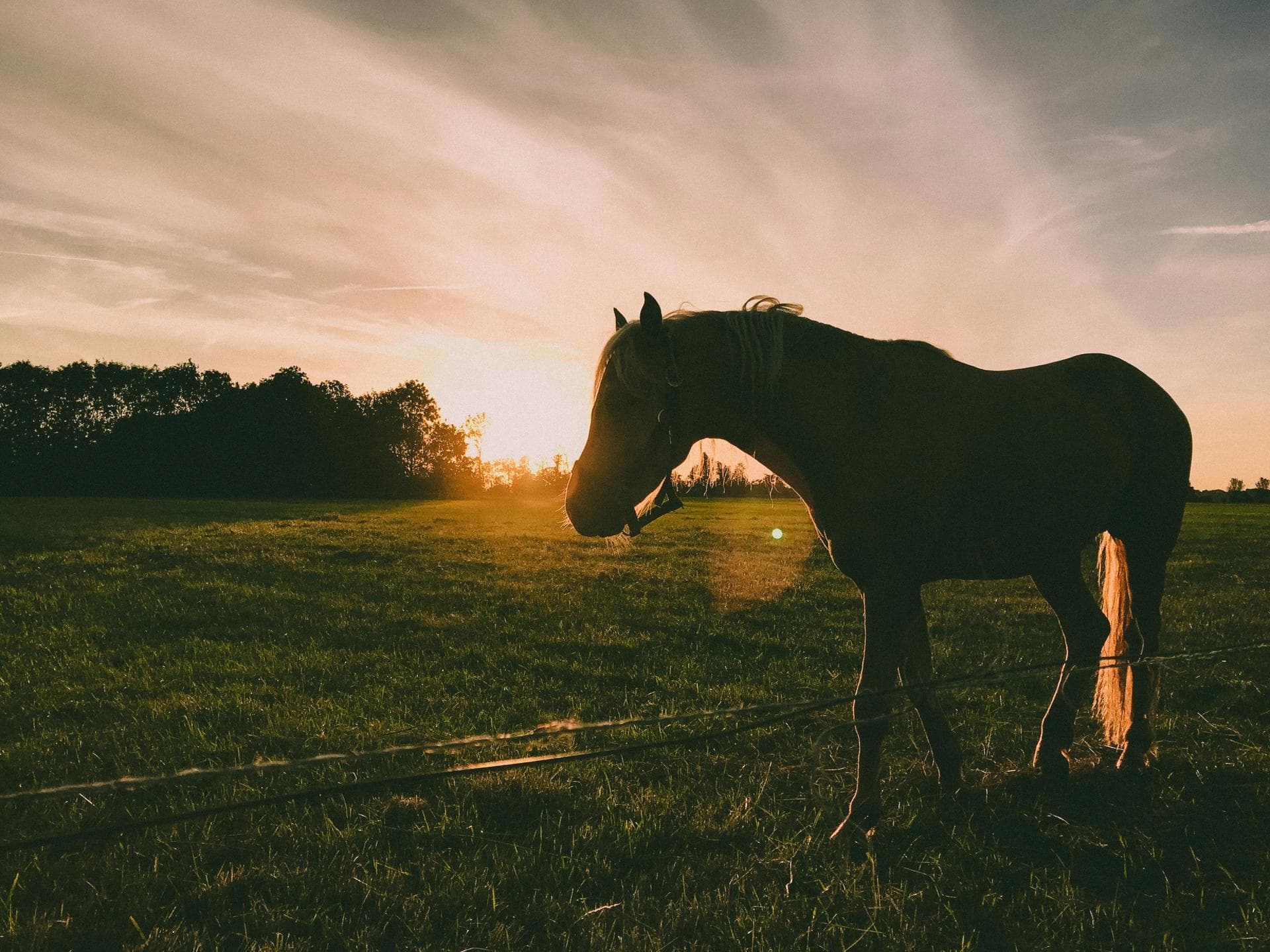 Out-of-Hours Vet Prices in Sutton