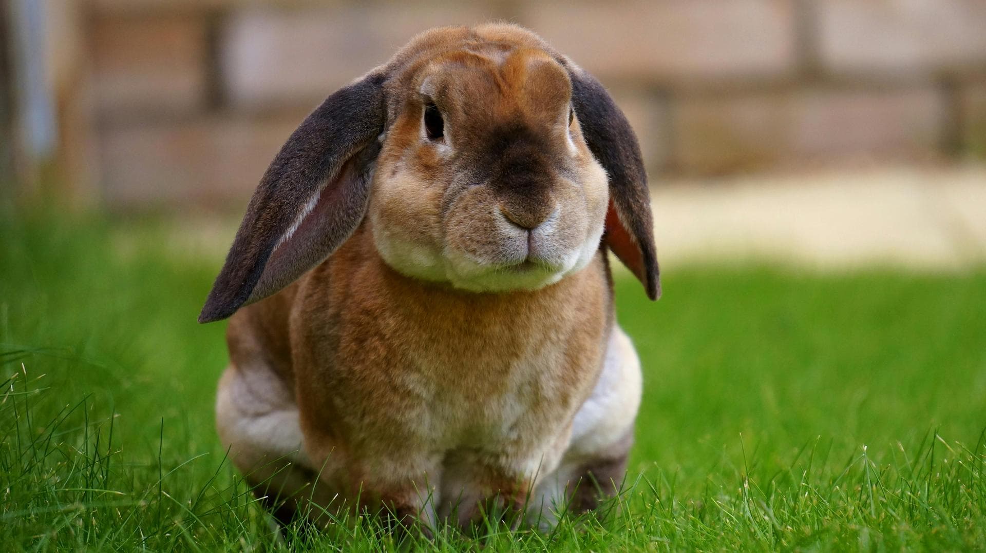Overnight Emergency Vet Prices in Sutton