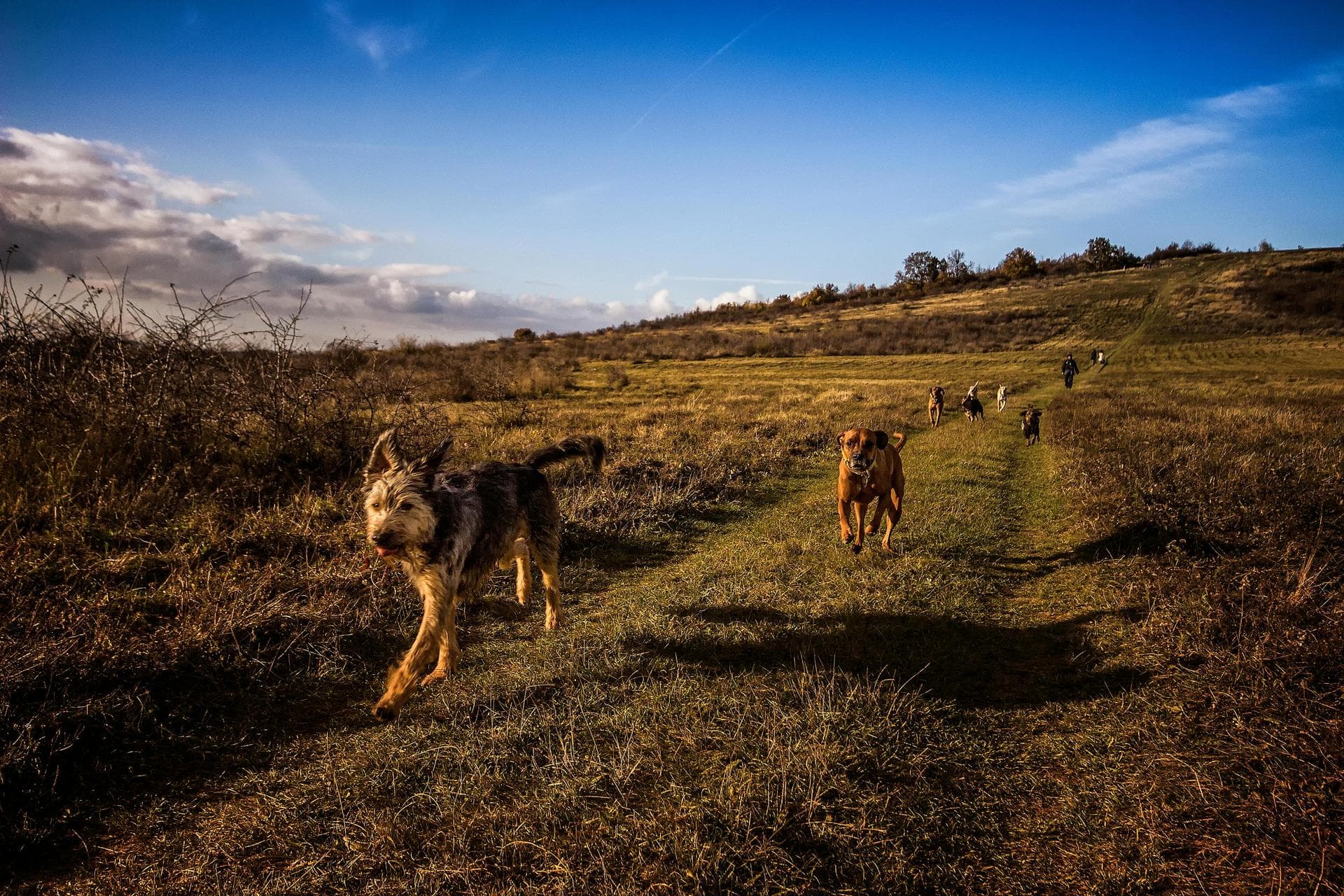 Dog Spay Castrate Neutering Prices in Sutton