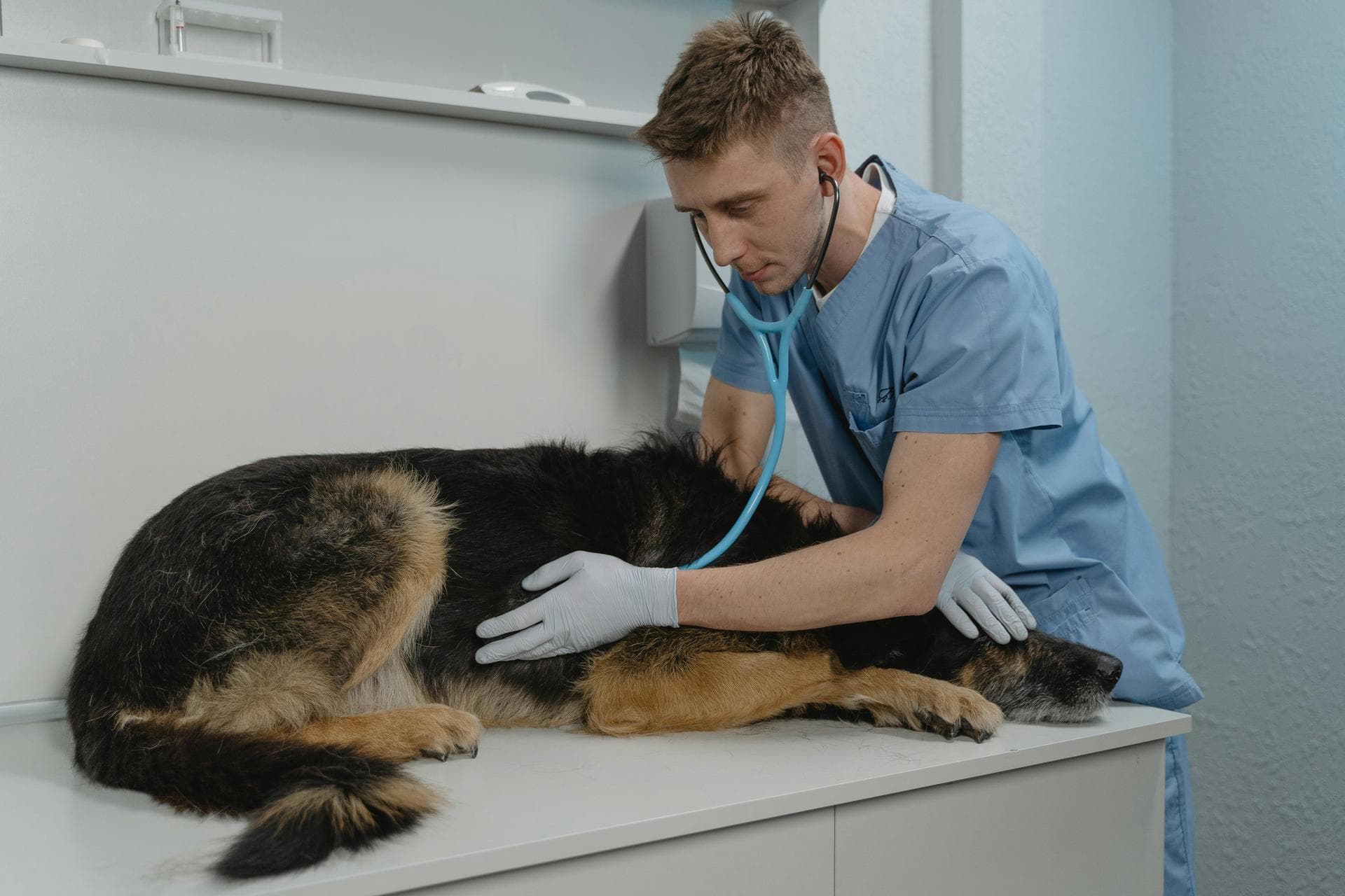 Dog Dental Prices in Sutton